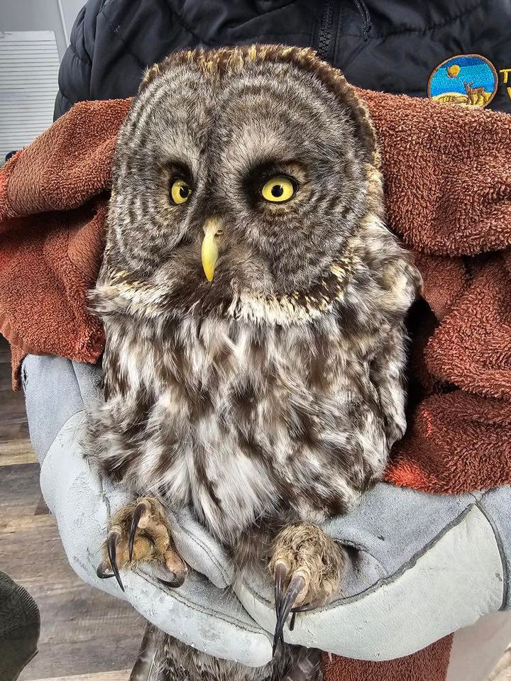 This Great Gray Owl in a towel of clay red or faded chestnut-brown is not so much wrapped as it is separated from the human by a wall of fabric. The rehabilitator wears a padded black jacket with the Think Wild branding top right: a deer beneath a desert sun. They hold the owl's legs with thick grey/gray gloves, at a guess because they're not seeking any fresh piercings this day. The talons are sharp, long, and curved, like a set of dread-inducing upholstery needles.
The owl's eyes and beak are a milky yellow. There's seemingly little gray plumage in this individual as the namesake would suggest, but rather white and brown feathers mottled across the body, and in concentric bands across the prominent facial disc - a defining characteristic of this stunning species.
