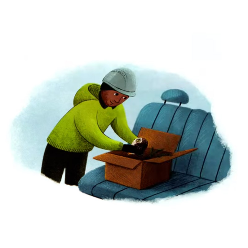 Another illustration, this time the worker placing the owl in a cardboard box on the seat of a vehicle.