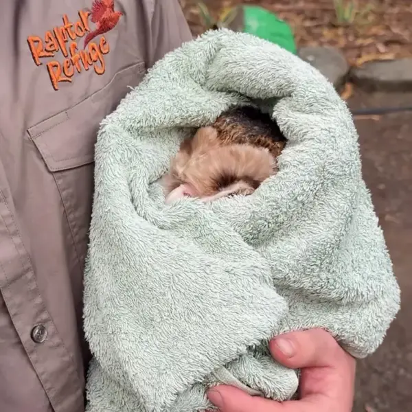 Peaches the Masked Owl