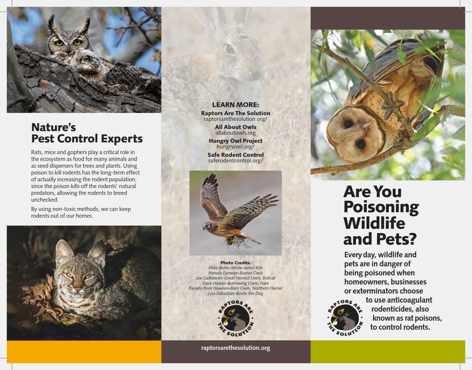 Picture of WAYS TO HELP OWLS