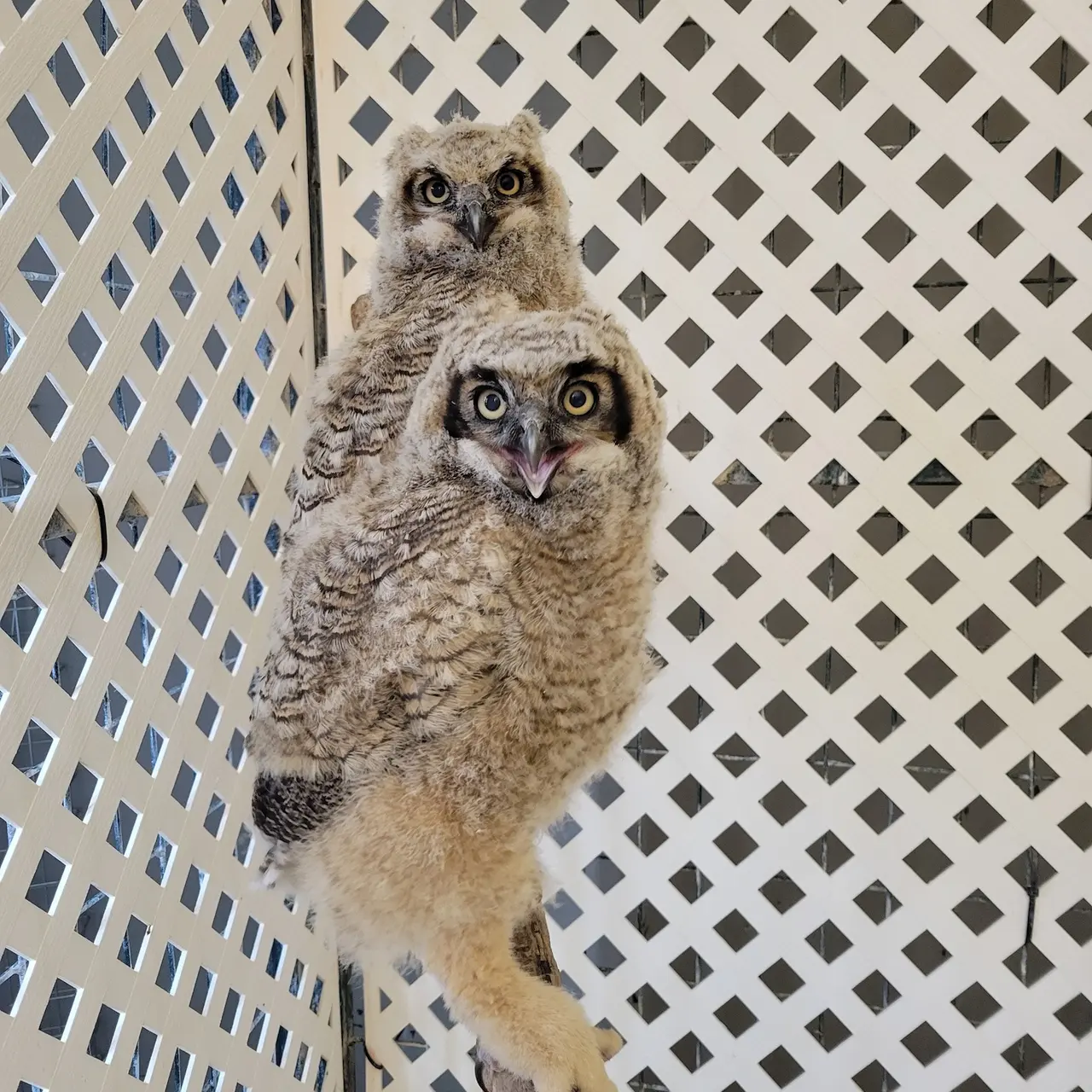 A second owlet appears. The pair of GHOWs are perched fore and aft on a branch in a brightly-lit enclosure. The owls' silhouettes blend with the off-white wooden trellis walls behind, making it hard to make out the horns for which the species is named (i.e. the tufts of feathers that ostensibly look like ears). The tufts are only short round nubbins at this early life stage. Any excuse to use the word nubbin, really.
