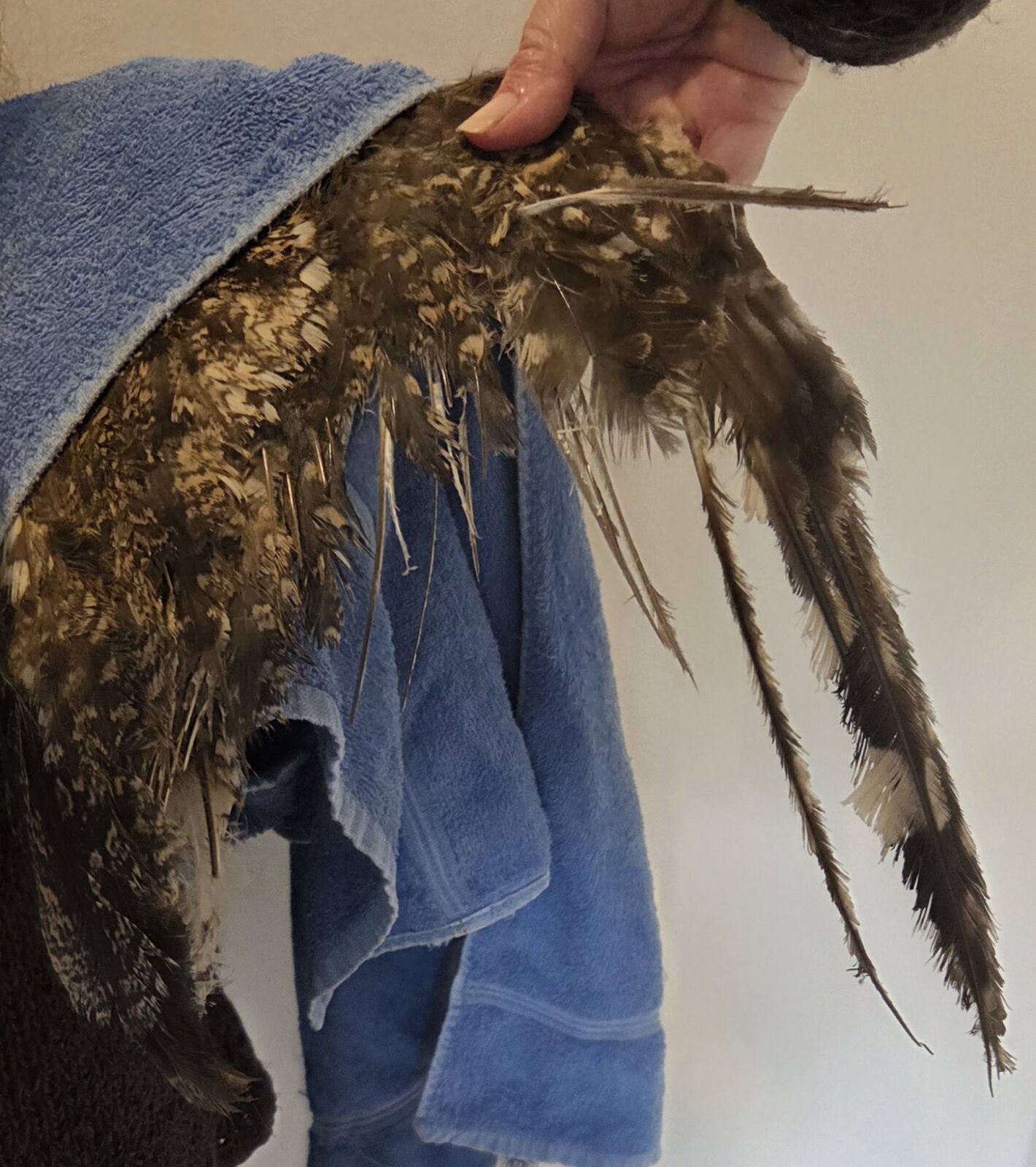 Extensive damage to the owl's wing