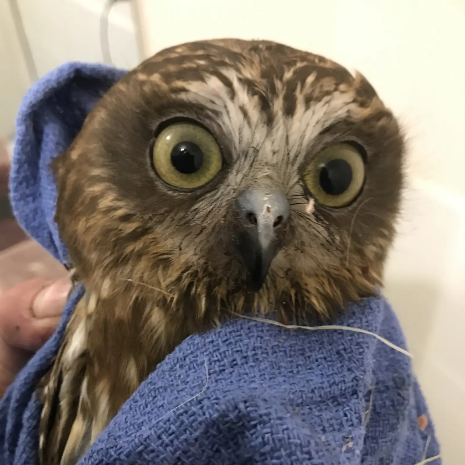 A Boobook looks positively terrified... mortified... petrified... stupefied. Which is fair dinkum for any Magpie victim, but then again, it may just be RBF (Resting Boobook Face). Regardless, this owl has a shocked expression and mismatched pupils, with a pair of wide eyes the hue of a dark forest floor, or a kiwifruit that's gone a bit soft past its prime. She's wrapped in a blue tea towel which, along with her brown plumage, collects wayward strands of grass and leaf litter. Her feathers are the same tone as Chewbacca's fur, though not quite as long. In a word: Boobookiee.