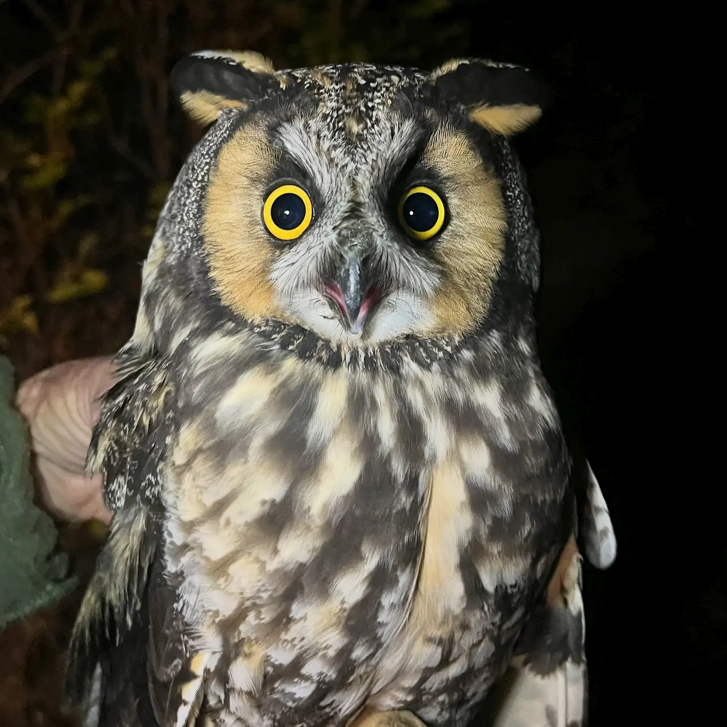 The Long-eared owl has his portrait taken outside, still looking very surprised, as if snapped for a prison mugshot unannounced. His facial disk is composed of wheaty-ginger feathers on the flanks, a white X shape of rictal bristles between the eyes, and a mix of white snowy flecks on dark brown around the brow, crown and sides. Now free of his 'tube of anger', his full chest plumage is visible with wide brushstrokes of cream, tan and chocolate. He's well lit against a background of dark foliage on one side, and blackest night on the other, and looks about to be released.