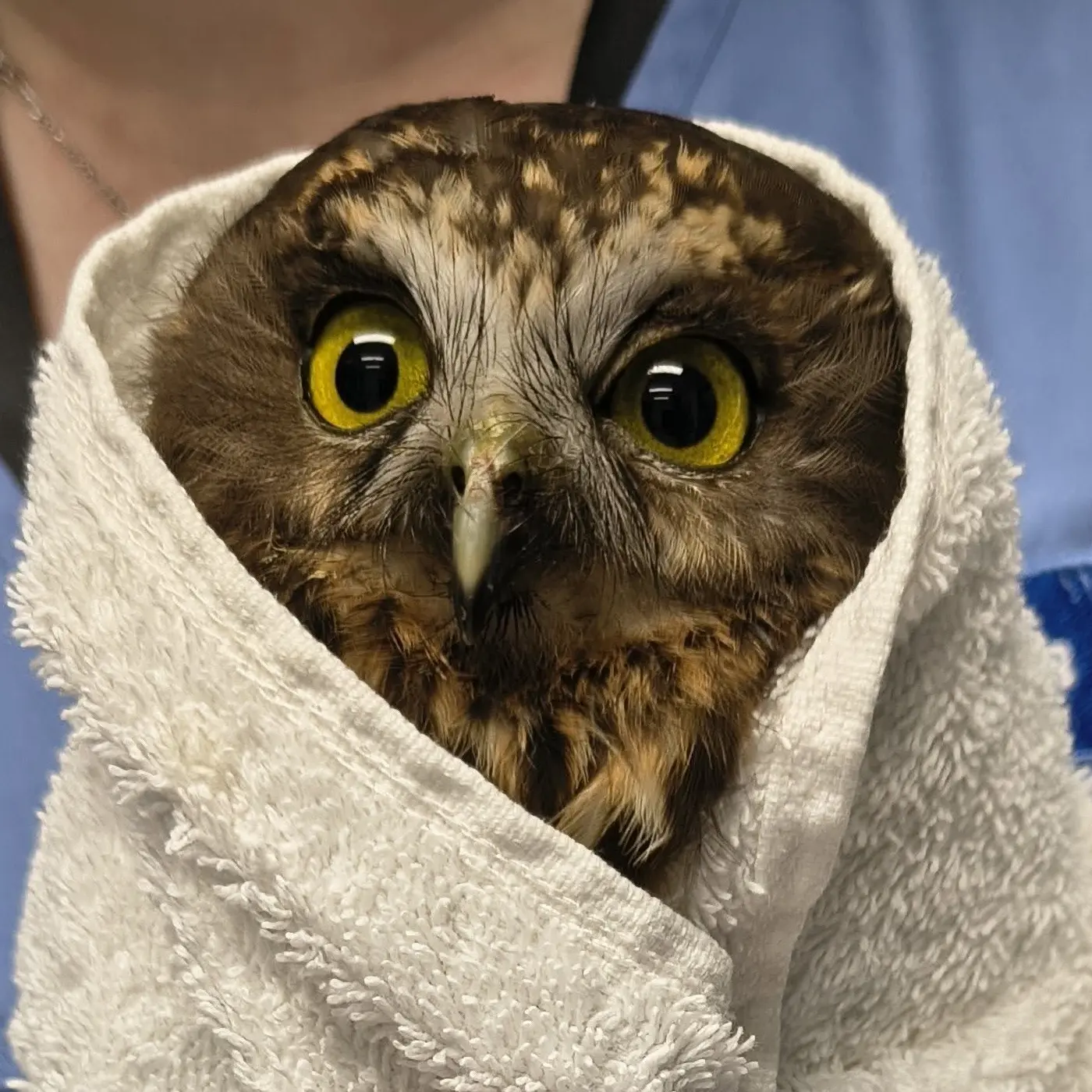 A Ruru / Morepork is an exemplary owl in a towel, wrapped in plain white fabric like a burrito, except instead of rice, beans and salad you get a live bird. His/her eyes are the colour of rich amber, looking alert and slightly left of camera. Feathers are brown like a medium roast coffee, with accents of cream and caramel around the forehead and chest. Reflected in the owl's pupils are a trio of ceiling lights: bands of light that narrow with perspective and appear arched due to the curvature of the owl's eyes, which altogether makes them look like WiFi symbols 🛜v🛜.