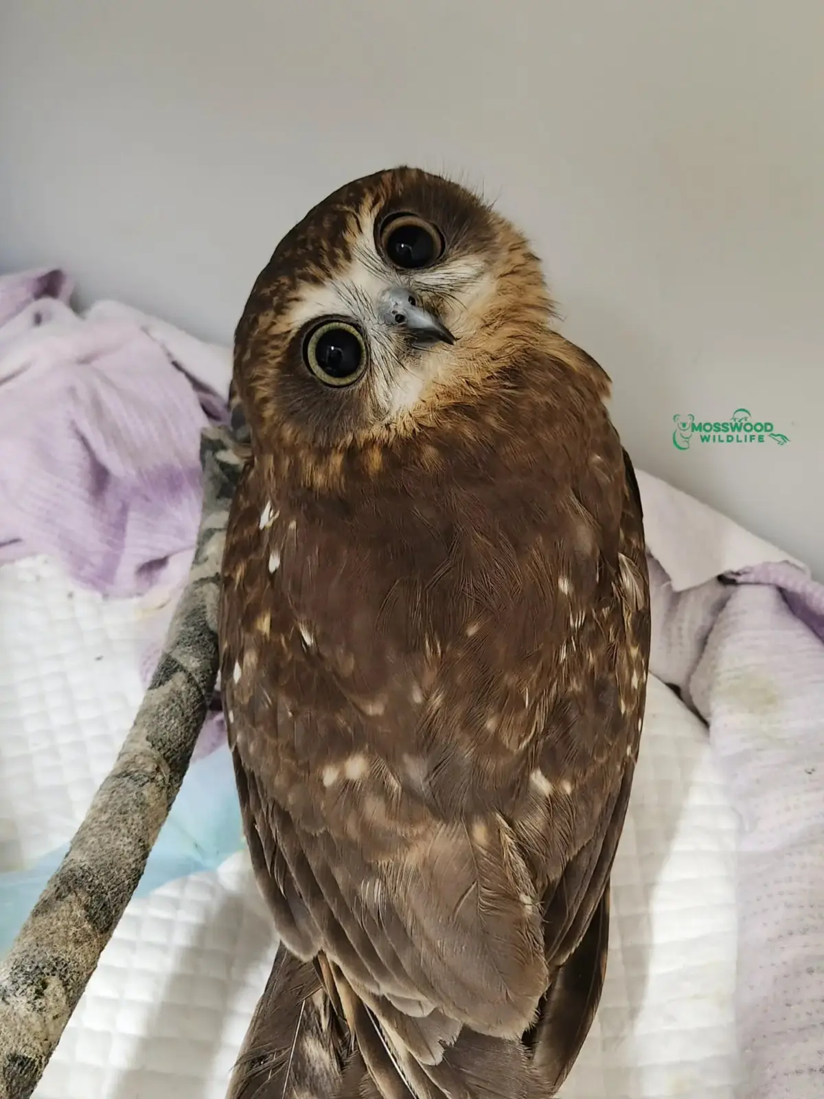 The Boobook is pictured from behind, looking over his shoulder at the camera, head tilted. Very candid. Very demure.