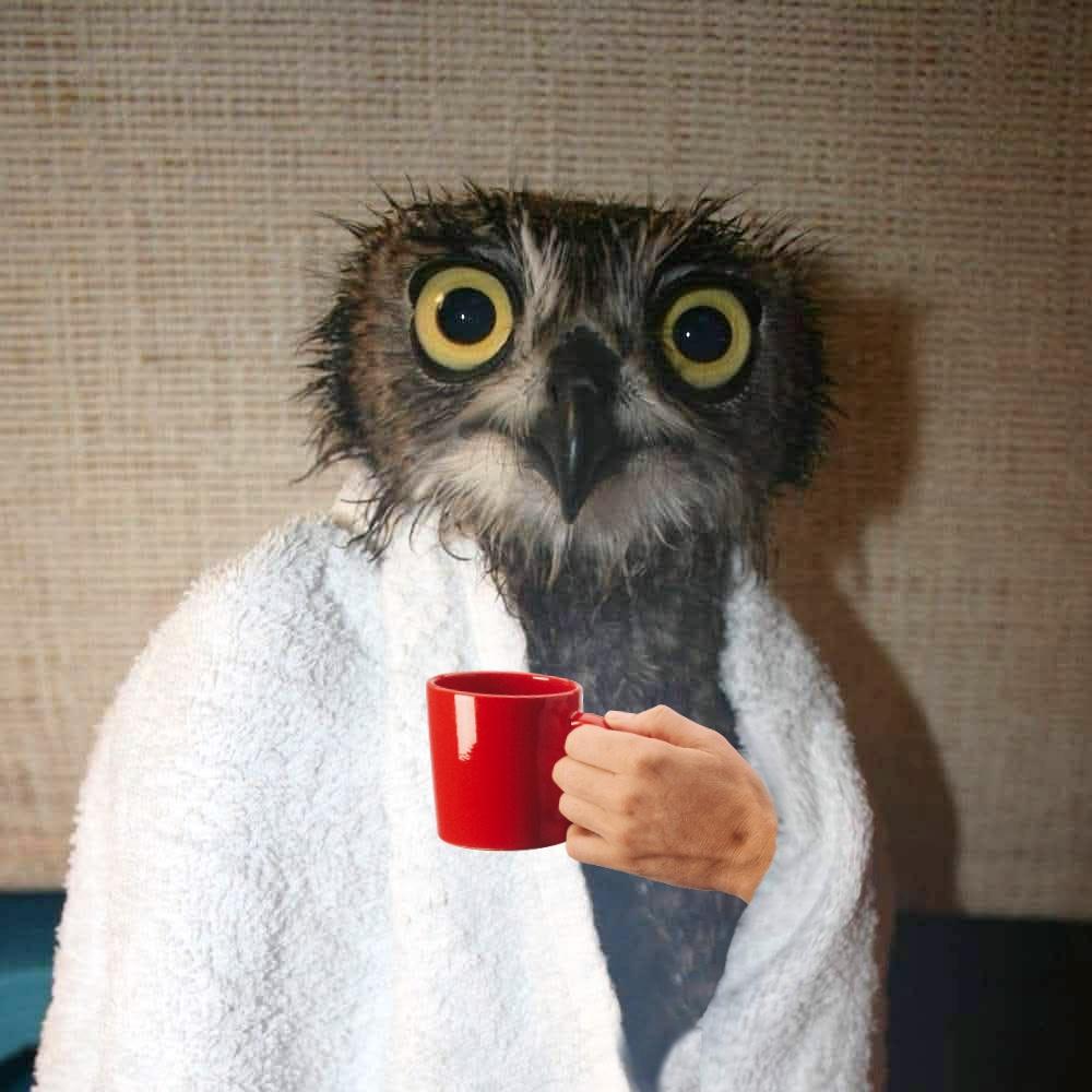 The same image from above (a wet frazzled looking owl wearing a towel like a robe), but edited to have a human hand holding a red coffee cup emerging from the &ldquo;robe&rdquo;