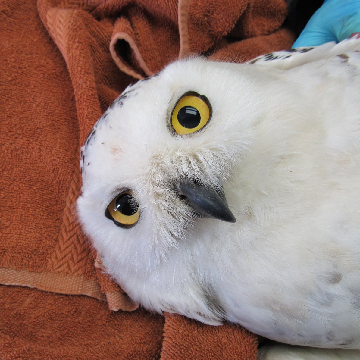 A close-up of the owl's face, side on and looking rather regal (as much as one can while being examined).