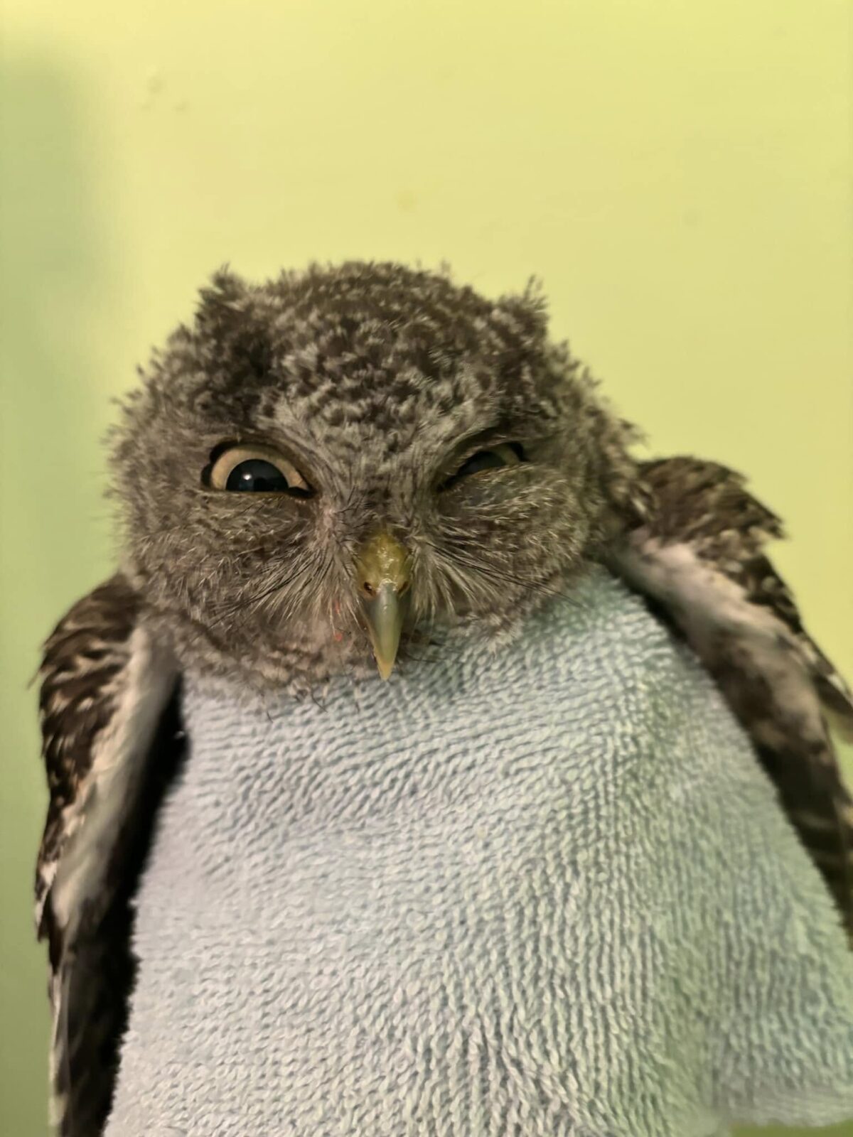 A Screech Owl with supremely bombastic stink eye is wrapped at the armpits in a minty white towel, wings akimbo. Her olive-grey eyes, one a half moon, the other a crescent, match her beak in colour. The faintest outline of "ear" tufts appear on her fuzzy silhouette, before a plain yellow-green background the tone of under-ripe avocado.