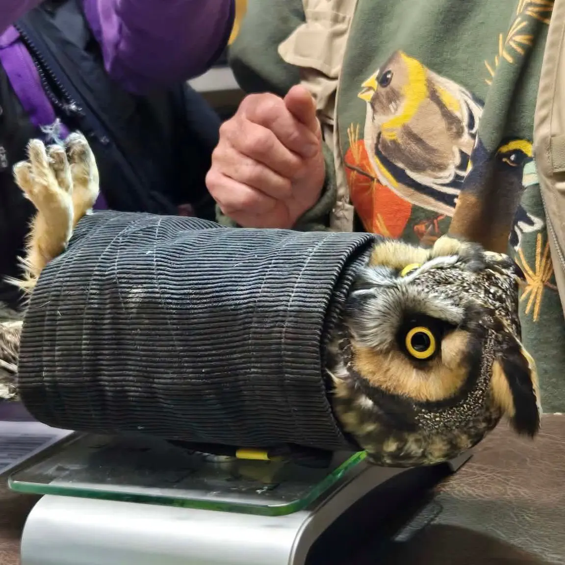 *Record scratch* "Yep that's me. You're probably wondering how I got into this situation." The owl is horizontal with an indignant face. His sand-coloured toes are pointed to the ceiling, with talons in grab n' stab mode. His quote-unquote "ears" are a bit puffy, dark brown edged with ginger, and curl back to match the curve of his head.
