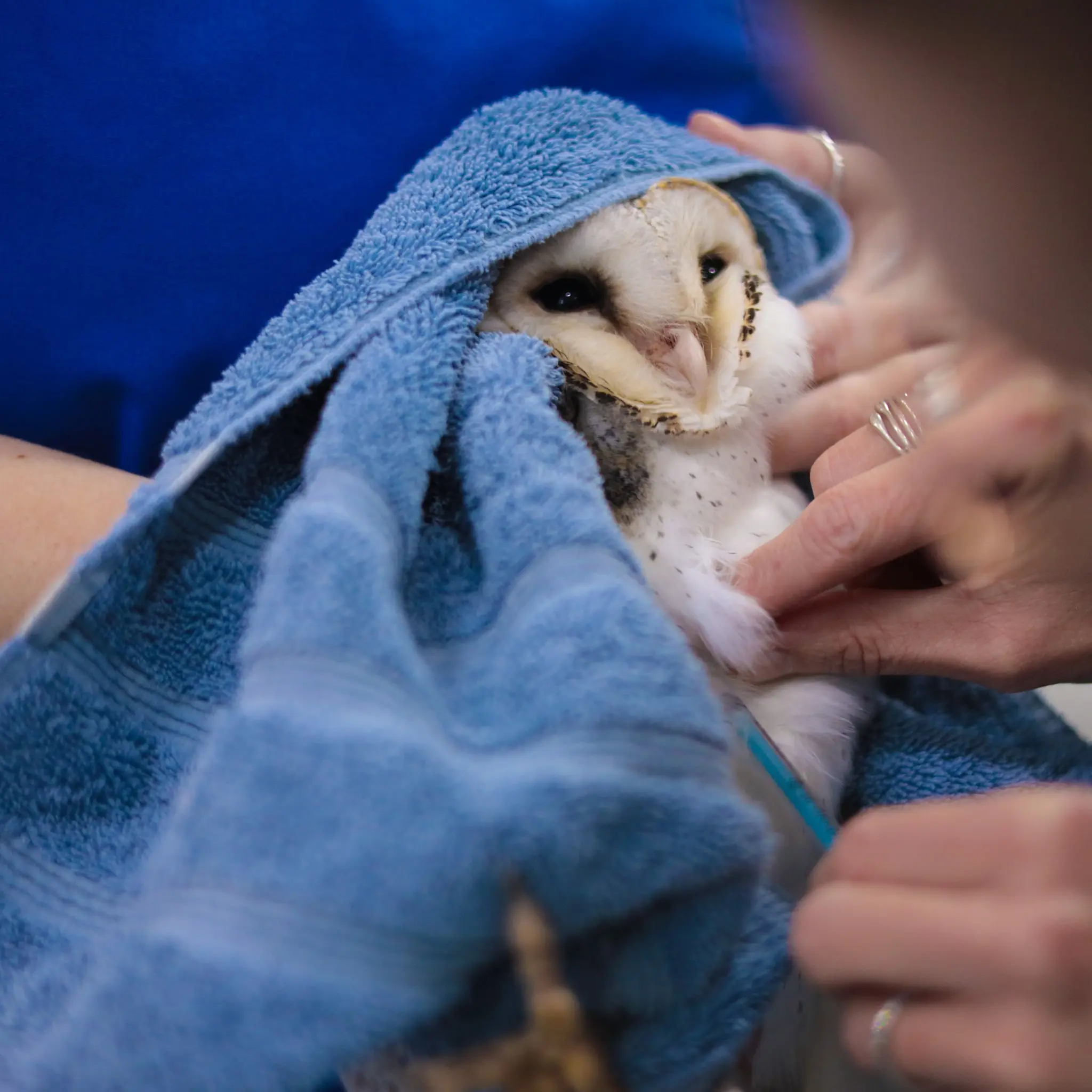 Additional images of the BBO at BBW
(Beautiful Barn Owl at Byron Bay Wildlife) during a check-up.
