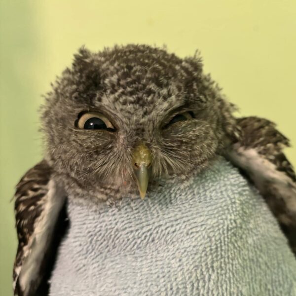 Wrapped at the Armpits