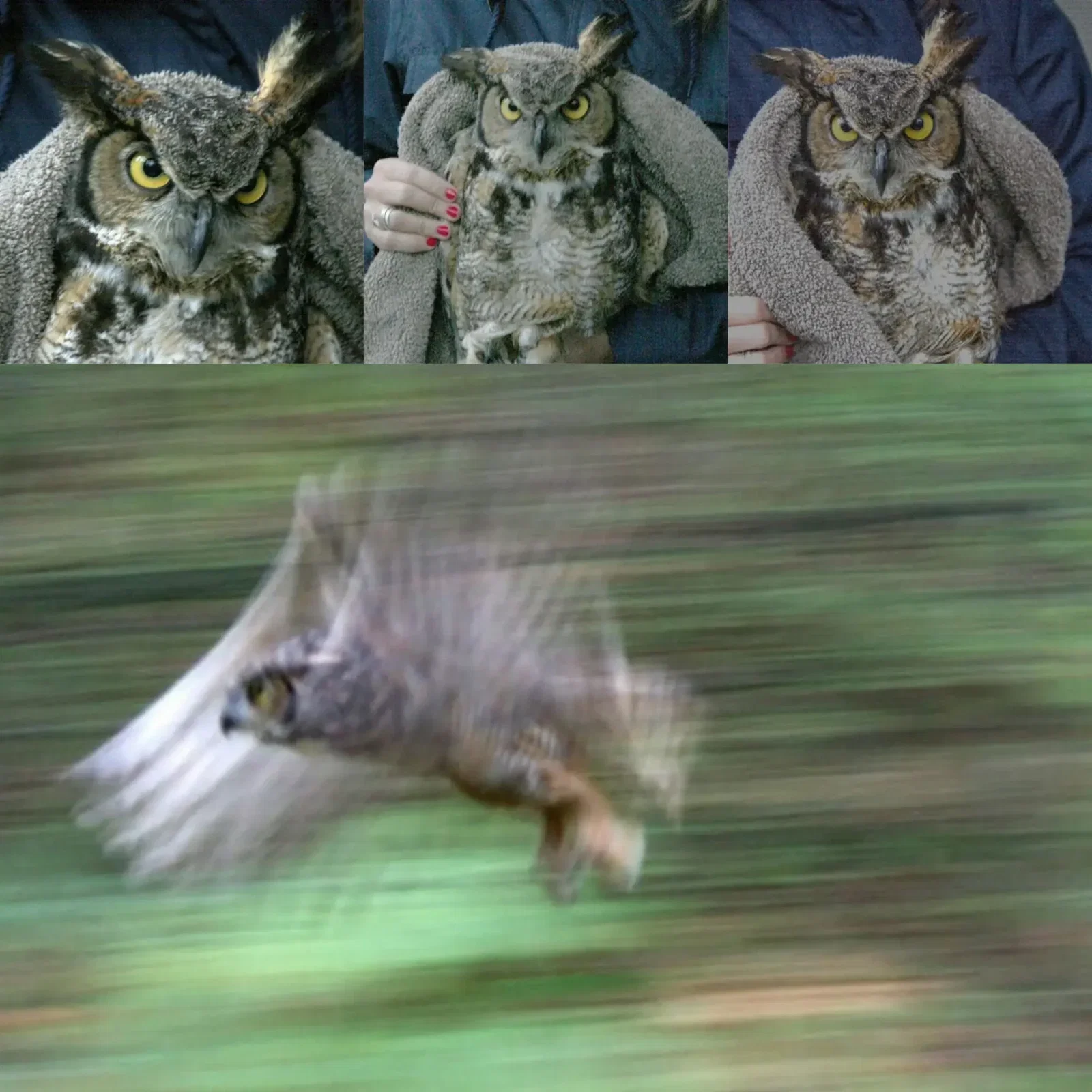 Four panel photo - the first is a copy of the previous photo and the next two are minor variations of it. The owl makes intense eye contact with onlookers; they're off-camera but it's clear she's assaying them one by one, remembering their faces. The owl is held aloft by Jessica Zorge, the Tufts rehabber in a dark blue jacket. The fourth panel below is the largest, showing a blurred owl upon release. She's a yellow-eyed pointy-beaked missile, in flight against streaks of leafy green behind. The arrangement of photos tells a story of her plotting murder: "You're dead. You're dead. And *you're* especially dead." Photo 4 ends with her escaping the scene of the crime.