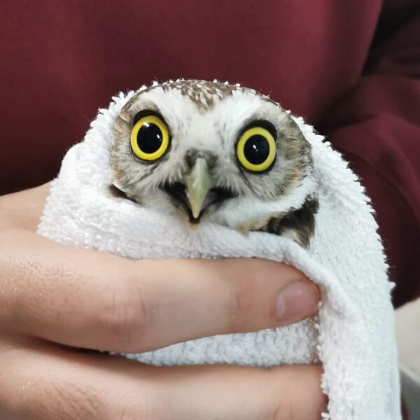 Priceless Expression