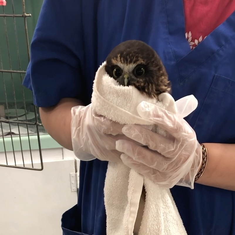 I Helped Release this Ruru!