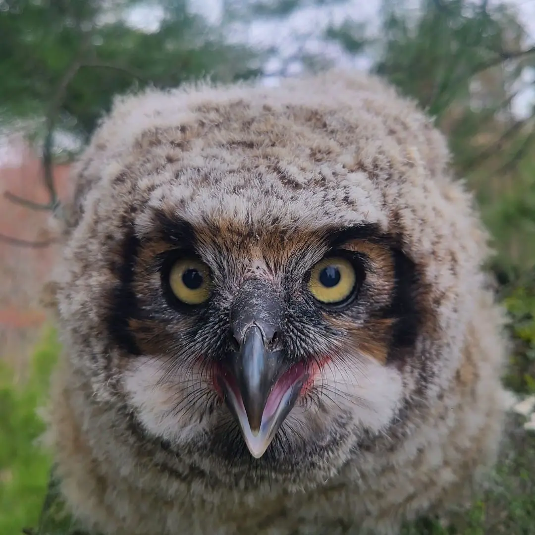 Close up of one of the owlets, with pale yellow eyes and mouth agape trying to exclaim in owl-speak "back off strange bear!"