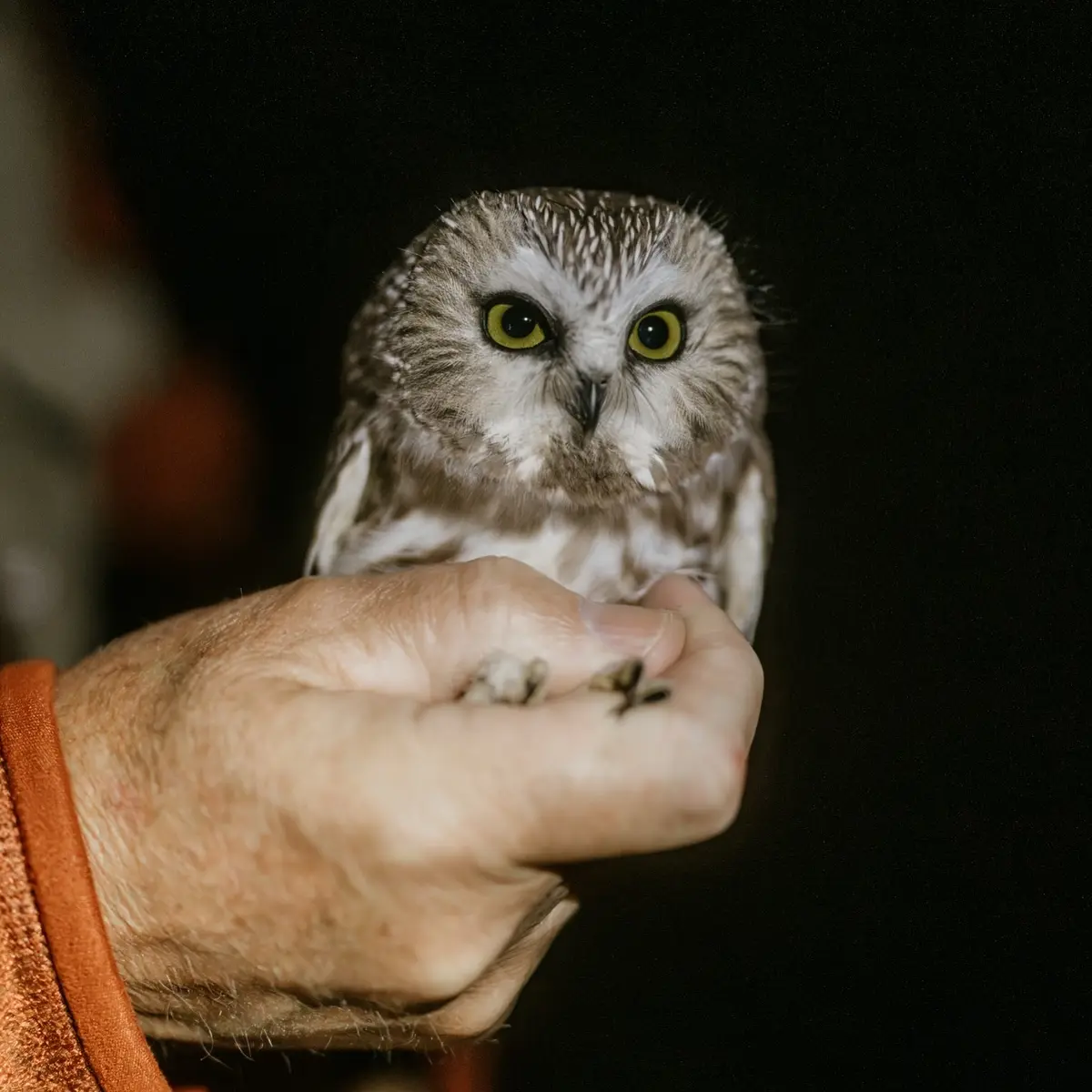Well-lit against a black background, the Saw-whet Owl is held on a volunteer's hand, now with an ostensibly calm expression.