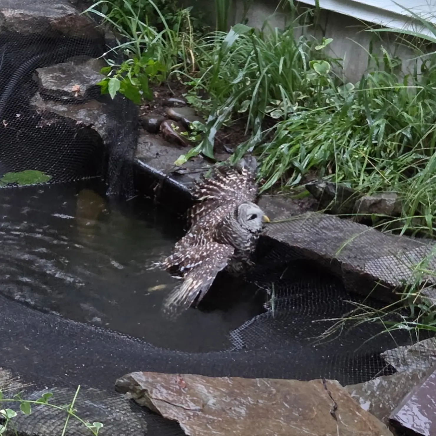 Pre-rescue is a fairly distressing scene: the Barred Owl is partially submerged in a garden pond. His legs are tangled in the surface netting, and he keeps his head above water by spreading his wing over a ledge of masonry. It's hard to tell but it appears he's also hooked his beak over the netting around the ledge, and if so, it's ironic that he's aided by the very mesh that traps him.