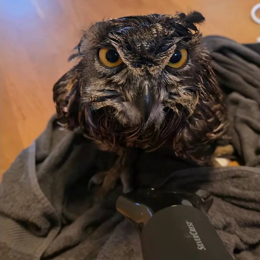 Another day another towel, this time a dark earthy taupe. Horst stands atop the towel, staring down the blow-drier aimed at him from bottom frame. His eyebrows have resumed their steep angles of immense anger and distrust.
