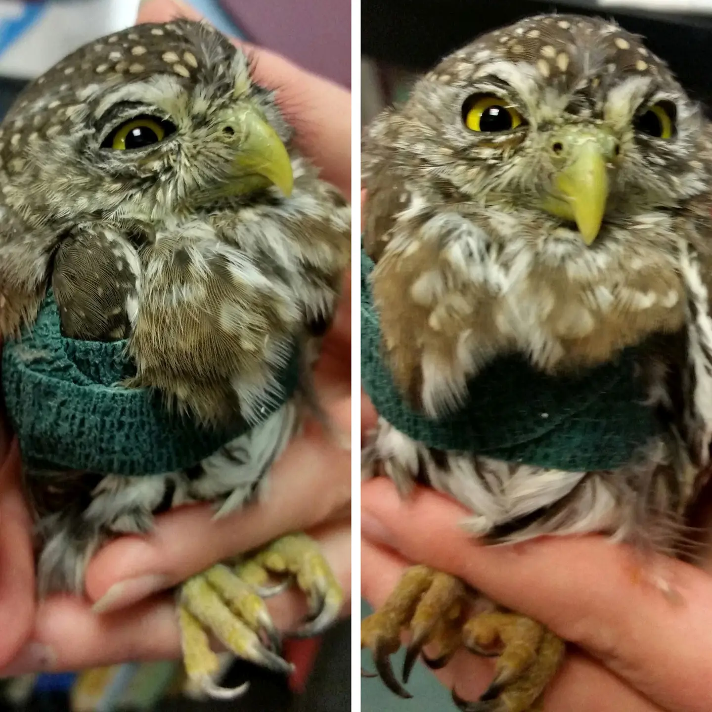 Twin vertical panels show similar profiles of the Pygmy Owl held aloft for the camera. The owl is a scaled-down rugby ball in shape, and has dark royal-green gauze wrapping the wing injury. The owl's feathers are muted brown with lighter tan-to-cream streaks on the face and flecks on the forehead and chest. These flecks are like tiny trees, or symbols in a map legend for wetlands ( 𐠮 𐠮 𐠮 ). At bottom of frame the owl's feet are lightly pinched about the ankle by human fingers. Bunches of pale yellow appendages also known as "toes" emerge from said feet, looking like aglet-sized bananas with the world's tiniest scythe blades attached. The owl's face says, "Don't make me use them."