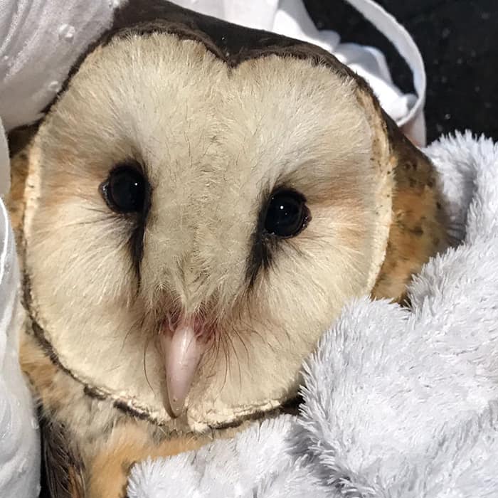 An African Grass Owl in a white towel expresses a look that sits somewhere between fear and trust, as if to say, "The featherless apes have trapped me, but I sense they're not going to eat me... yet". She has black marble eyes above a pink beak, with a short trail of mascara-like markings (like back-to-back musical notes or lower-case q and p) running down either side a bridge of creamy white feathers. Are these inky lines due to a natural pigmentation of her feathers? Or some long-term staining from build-up of eye goop? Hard to say. Eye goop experts please advise. In spite of this description, she's a beautiful owl, with her look of cautious curiosity framed inside a cardioid-shaped facial disc, like a heart or half-apple.