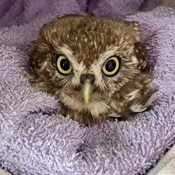 Many Little Owls