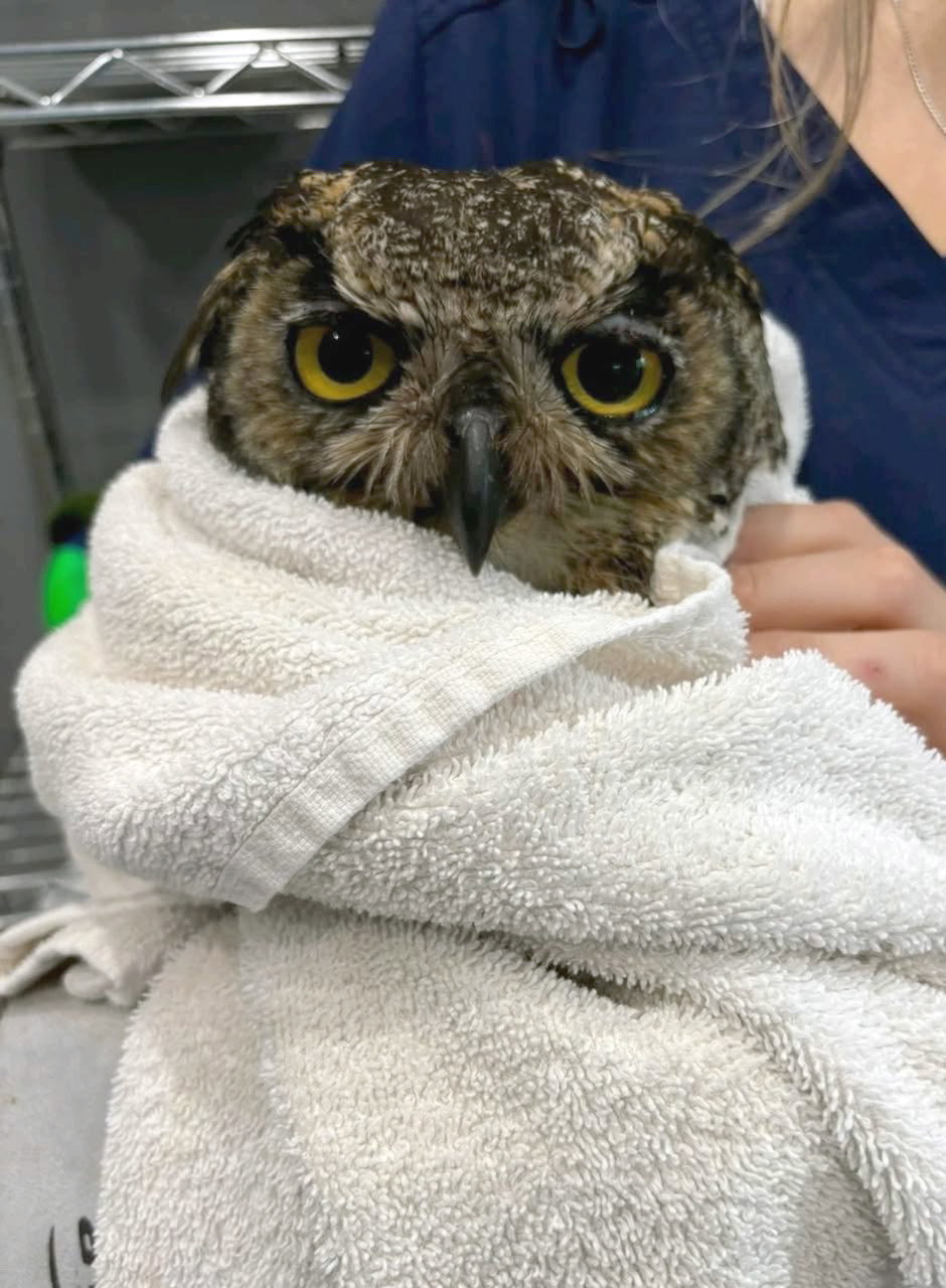 A Great Horned Owl is wrapped in a loose burrito of beige towel. Her ear tufts are flat, making her head look particularly rounded. Her top eyelids are lowered a little, and she has a prominent brow, accented by light brown feathers, giving her yellow eyes an overall perturbed yet stern expression. One pupil is dilated more than the other, which (fun fact!) is something owls can do independently, allowing them to control the amount of light each eye receives.