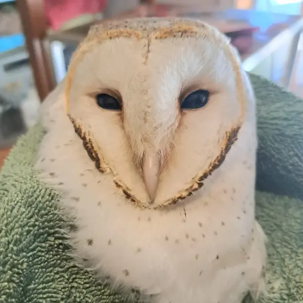 Sage Owl in a Sage Towel