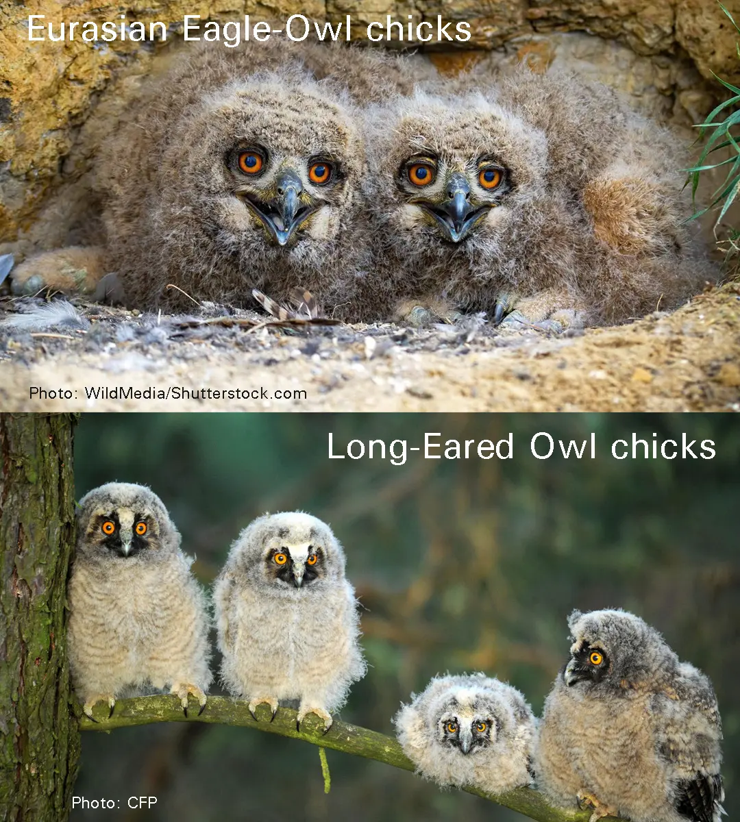 Top panel: Eurasian Eagle-owl (Bubo bubo) owlets in the nest. &mdash; Photo: WildMedia/Shutterstock.com

Bottom panel: Four Long-Eared Owl (Asio otis) owlets stand on a tree branch at sunrise in Minsk. &mdash;Photo: CFP

Both panels show owlets with orange eyes and fuzzy white feathers, virtually indistinguishable from muppets.