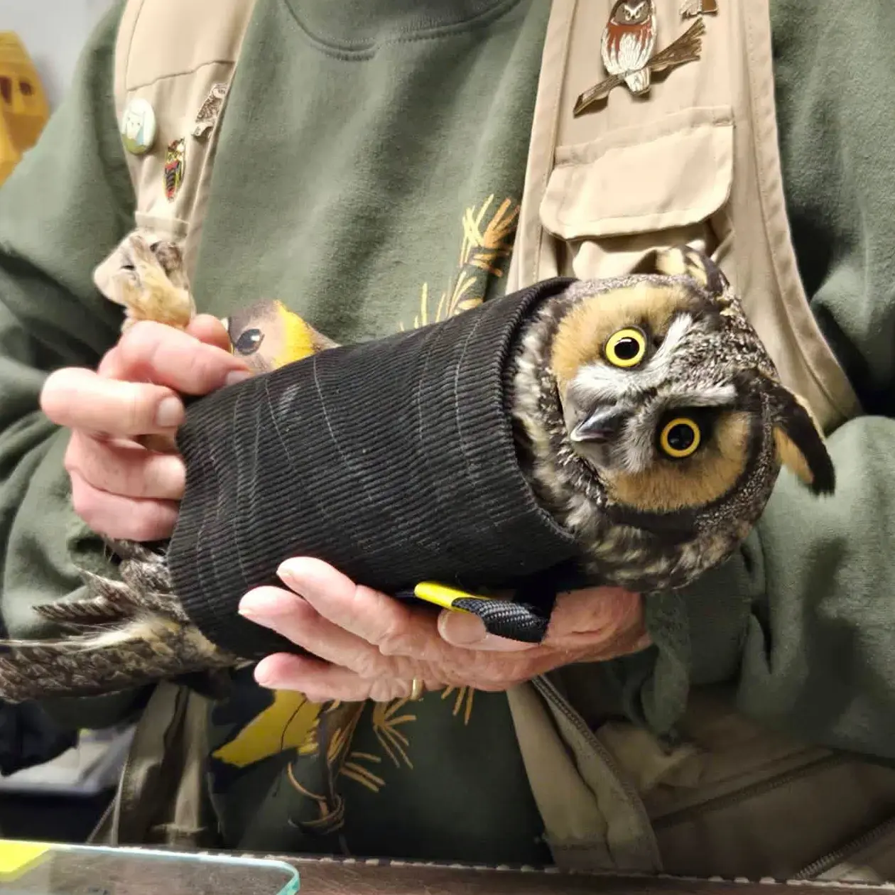 The owl is held aloft by the handler at an angle of roughly 17 degrees. The owl's expression, to quote a comment on the RPBO socials, says "Unhand me, peasant mammal. I am the night!" The vest worn by the handler has an abundance of utility pockets and enamel pins featuring various owls.