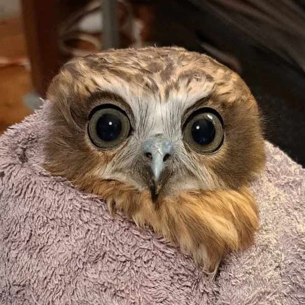 Aussie Boobook Doing Well