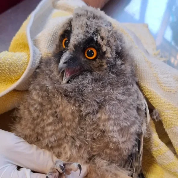 Orphaned Long-Eared Owl