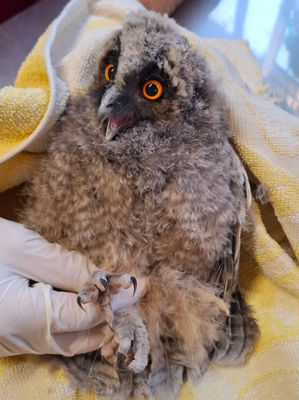 A young Long-Eared Owl is partially wrapped in and supine upon a towel patterned butter-yellow and white. His head is turned to face the rehabilitator off-camera, who wears white nitrile gloves, and pinches the owl's ankles between fingers to keep him immobile for treatment. With luck this will also keep the carer safe from the sharp talons spread anisodactyl like a trio of upholstery needles bottom of frame.