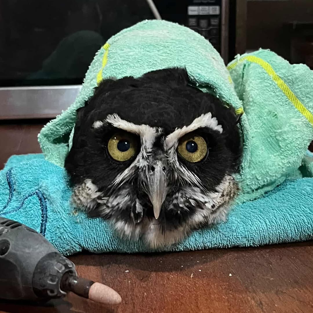 Luna the Spectacled Owl is wrapped like a torpedo at Belize Raptor Center. Luna's encased in a bright seafoam green towel on top of a second towel, aqua blue, folded upon a bed of polished floorboards next to a rotary grinding tool. A microwave sits behind. Luna's eyes are olive green and looking squarely at the camera, unimpressed.
The "spectacles" of her species' namesake are white, in stark contrast to her black plumage. The spectacles are more akin to a pair of greater than '>' and less than '<' symbols that don't quite meet in the middle. Her chin feathers, also white, look a little like a beard.