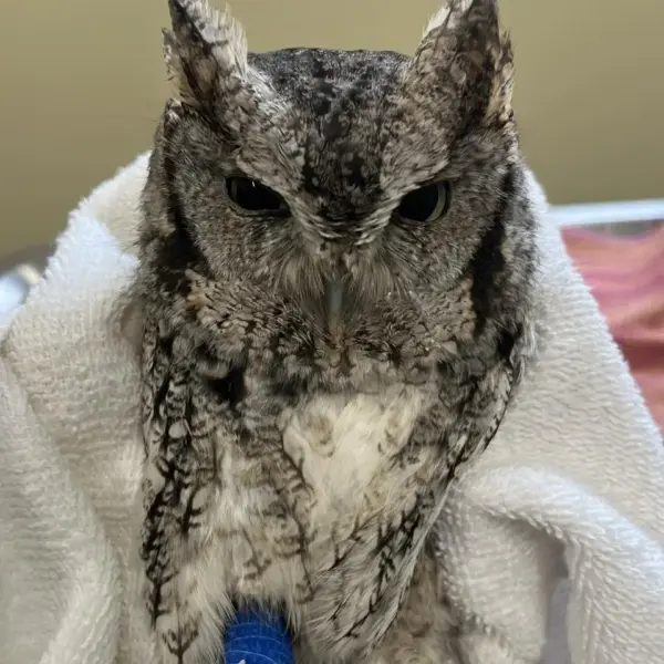 Blue-Bandaged Screech Owl