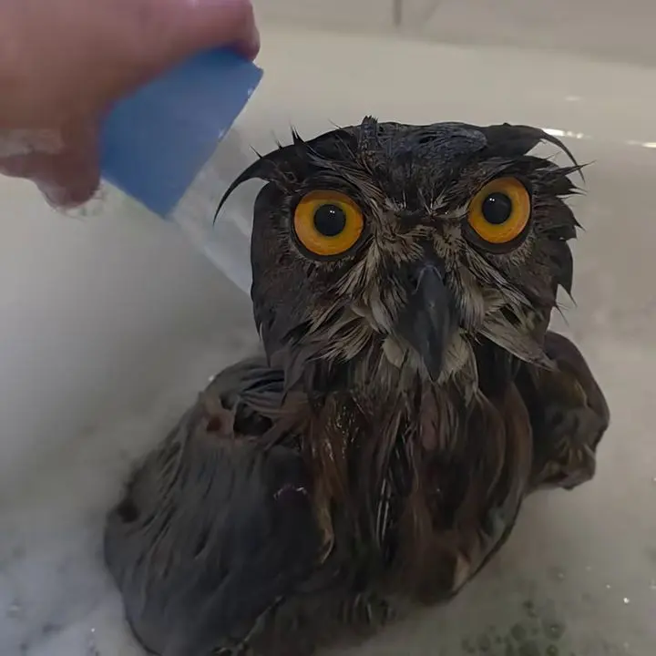 Horst is waist deep in the bathtub. A hand pours soapy water from a plastic cup over his feathers behind. He doesn't look like he's enjoying it, rather, it's a look of near resignation as if he's getting used to this now.