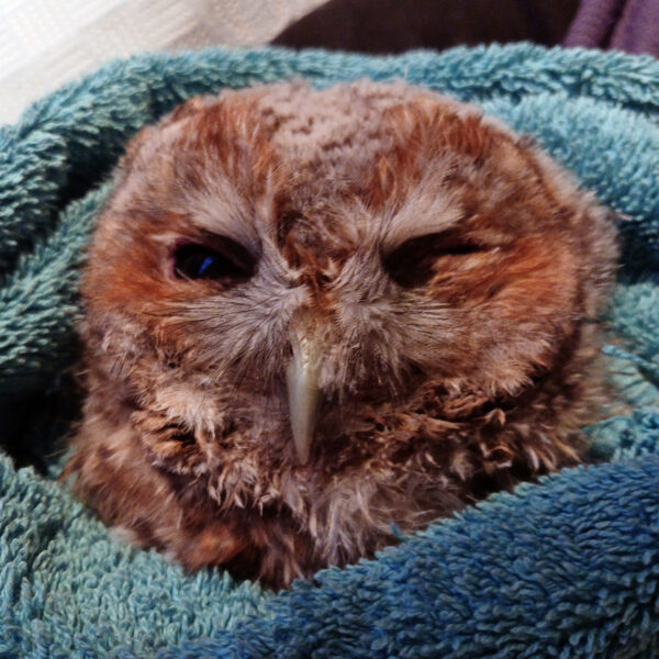Tawny Owl - SALING