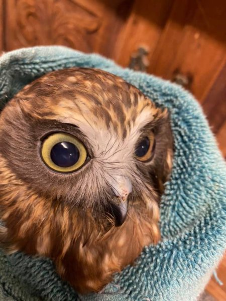 Small owl huge spirit