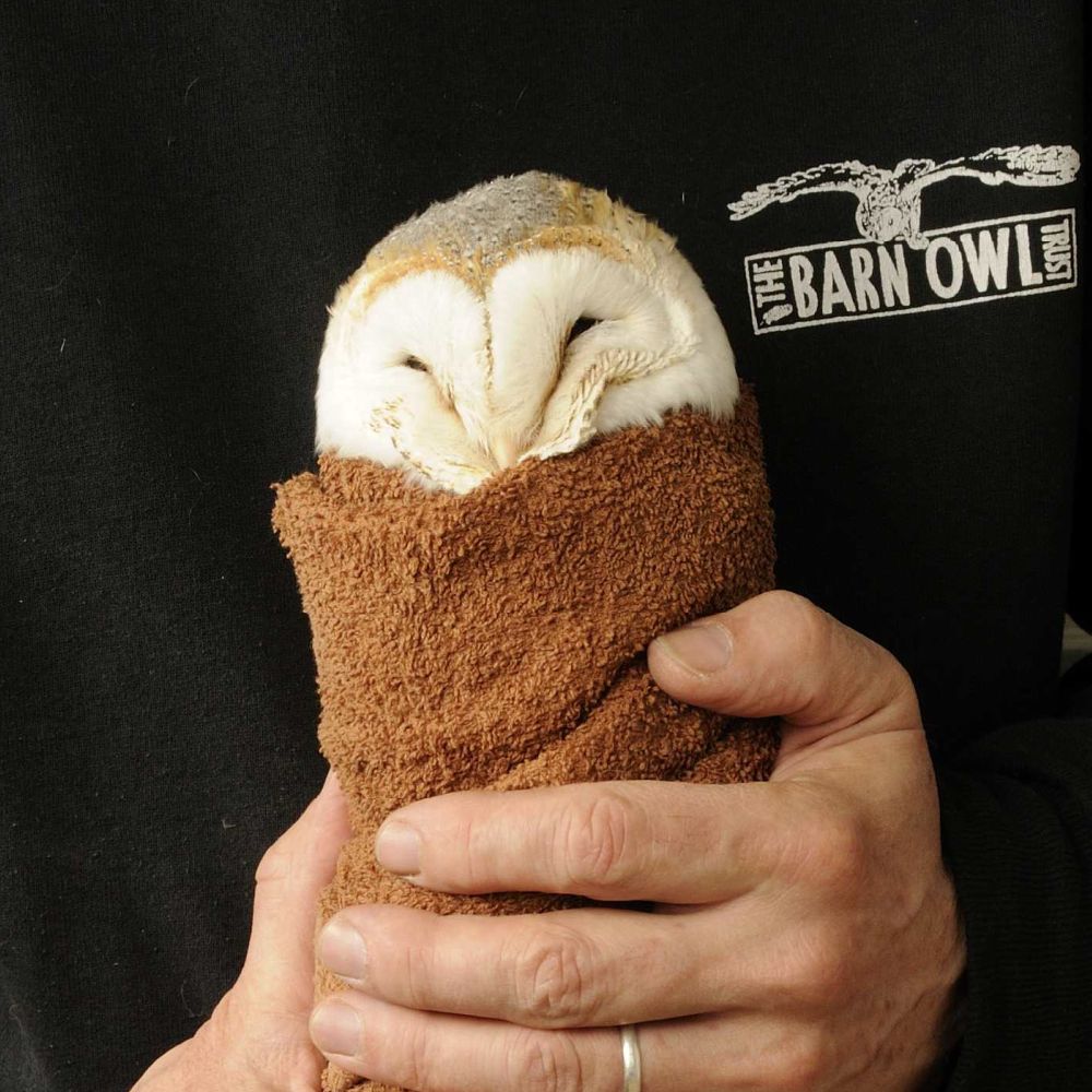 An exemplary owl burrito a.k.a. owlrito a.k.a. burritowl.
A chocolate brown towel wraps this Barn Owl, forming a tight, upright cylinder. The owl's head, a half sphere dome, protrudes above the hem like a fluffy R2-D2. His eyes are closed, forming a V-shaped crevice in the feathers of his heart-shaped facial disc. The rehabilitator behind -- wearing a black long-sleeve top baring a white clinic logo on the chest -- holds the column of owl the way someone might hold an expensive camera, one hand on the side, and one below.