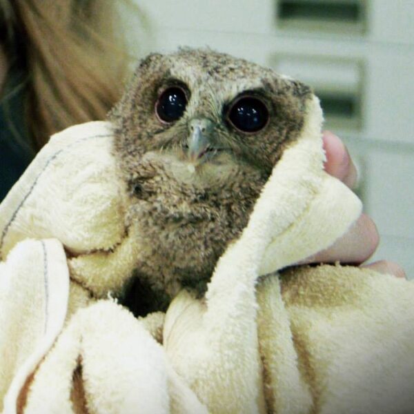 Young Collared Scops Owl