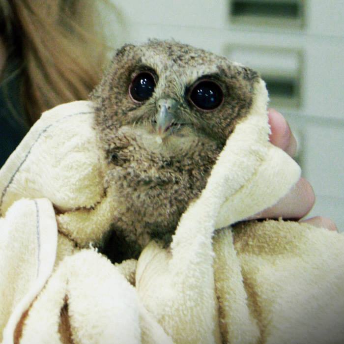 A young Collared Scops Owl is wrapped in a vanilla towel. She has large black eyes like a pair of obsidian walnuts.