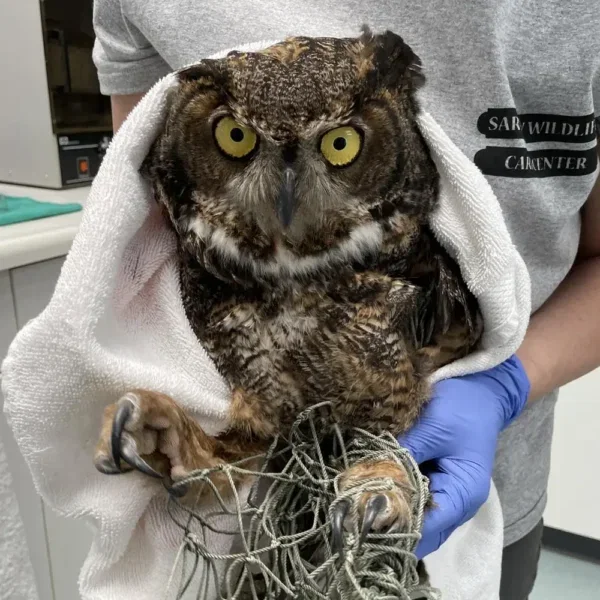 Entangled Owl Gets Lucky