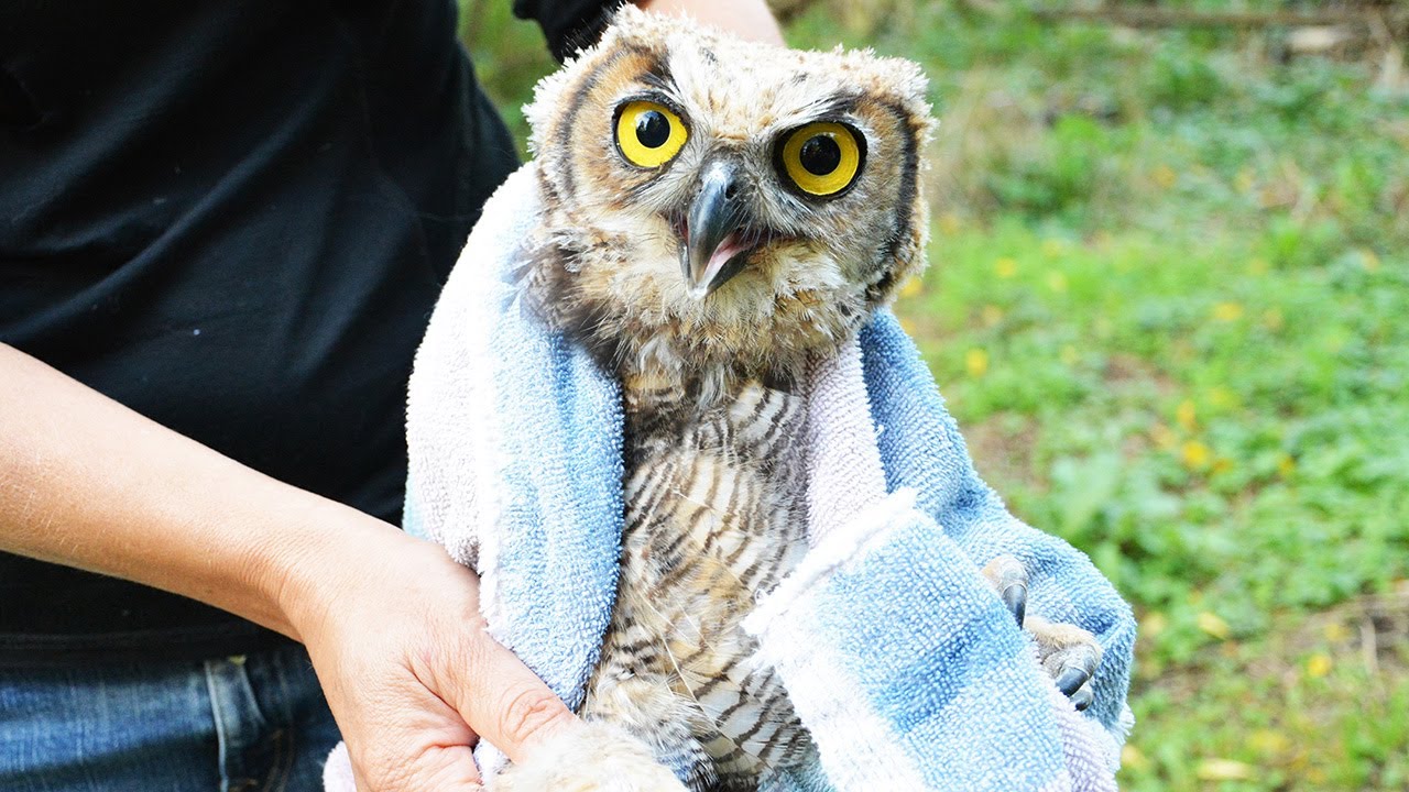 A towel is draped around this owl of 5 months in a grassy outdoor setting. The owl's feathers are lightly pigmented in mostly cream tan and brown tones. He appears to have surmounted his awkward growth phase, but has some residual juvenile fluffiness. His yellow eyes are fixed on the cameraperson and beak is slightly open. The towel is faded or has ever so lightly shaded pastels of green blue and pink. The rehabilitator behind holds the owl's feet: a pair of large fuzzy stompers that look impressively large for an owl of this size.