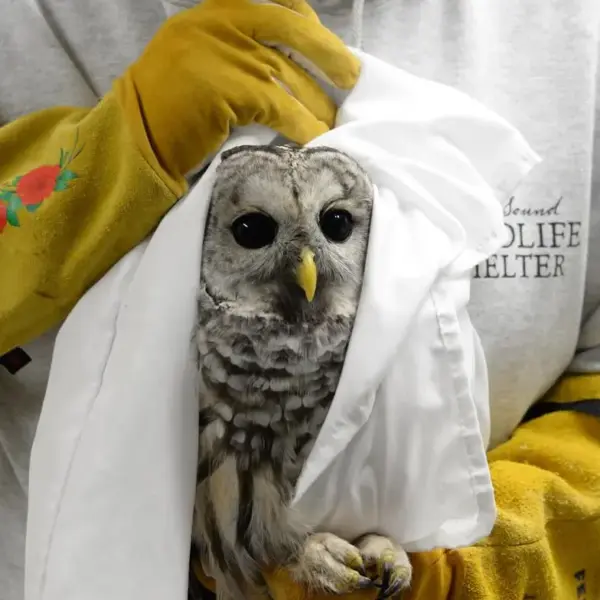 Superb Owl from Seattle