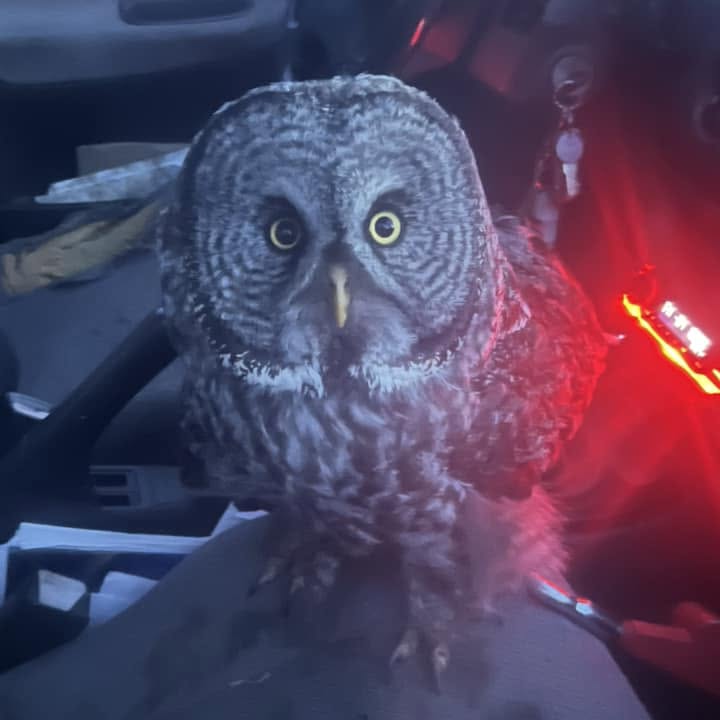 Upon rescue, the GGOW is perched on the passenger seat of a car looking at the photographer with astonishment. Red light from the stereo/radio unit bathes the owl and car interior with a pink glow on otherwise cold tones of blue and grey.