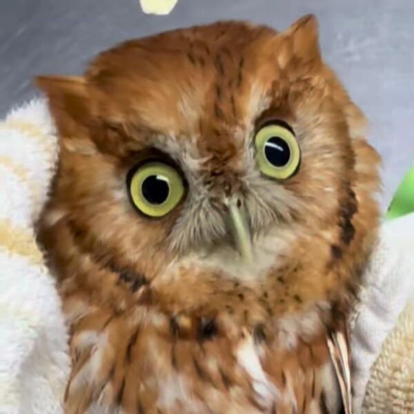 Screech Owl at Sweetbriar