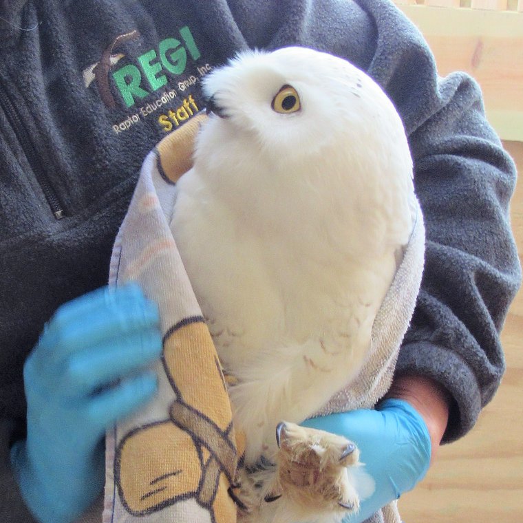 The Snowy Owl turns his head to look up at the handler who is wearing a dark fleece pullover emblazoned with the REGI logo, and a pair of blue medical gloves. A taloned foot appears, looking particularly zylodactyl.