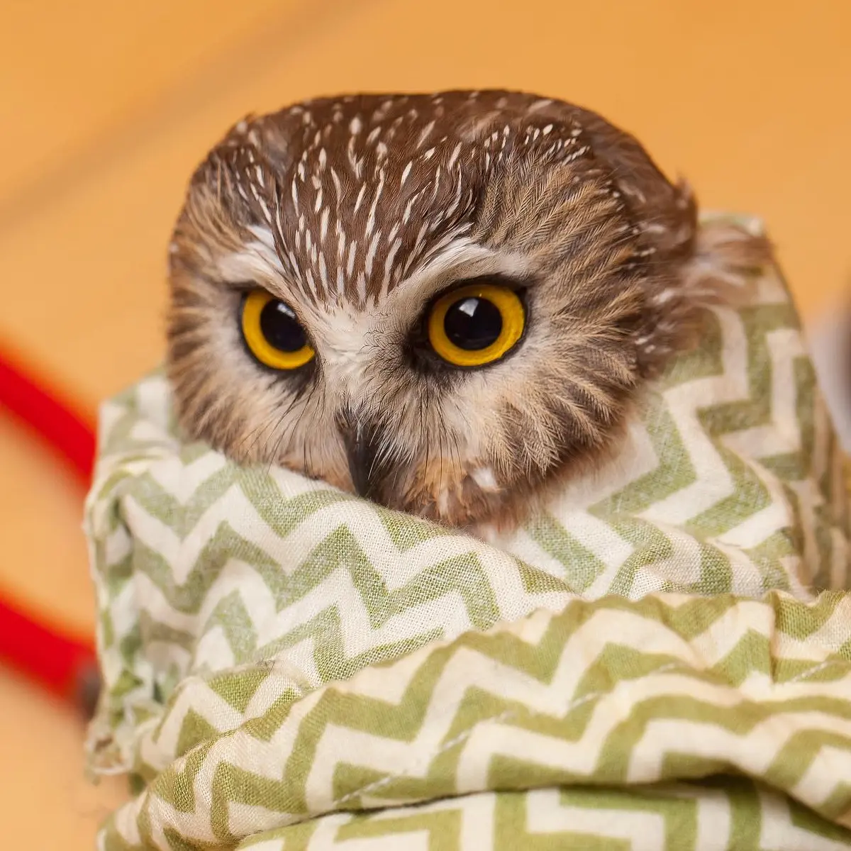 An amber-eyed Saw-Whet Owl is contained in a draw-string pouch with a green and white zigzag pattern. On the table behind and out of focus is a pair of red handles, most likely belonging to a banding tool used for attaching a metal bracelet to the owl's foot. Researchers assign each band a unique code to help study species movements, migration and population estimates, and contribute to conservation efforts. The bands are lightweight and do not impact the owl's natural day-to-day living.