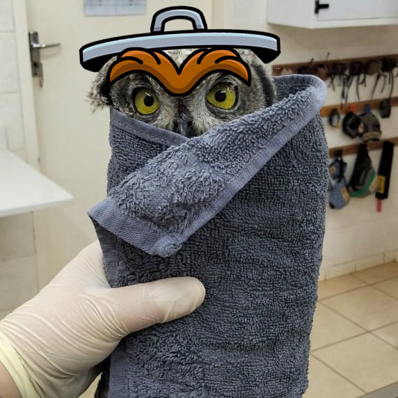 A cartoon trash-can lid and a pair of fuzzy brown eyebrows are composited onto the original image, which combined with the cylinder-like quality of the towel, and the owl's eyes peeking above the rim, makes this Spotted Eagle Owl look like beloved Sesame Street character Oscar the Grouch