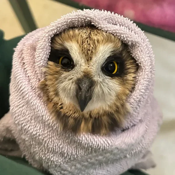 Alaskan Short-Eared Burrito